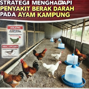 Strategi Menghadapi Penyakit Berak Darah pada Ayam Kampung